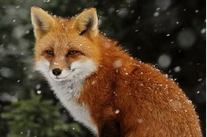 � �������� �������� ������ ����� �� ����